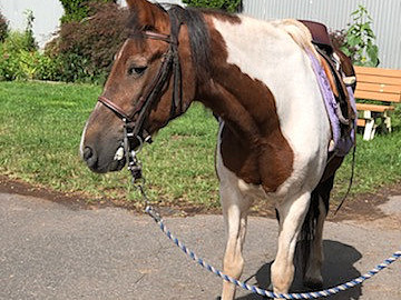 First year students helped at Sebastian Riding Center during Welcome Week Service